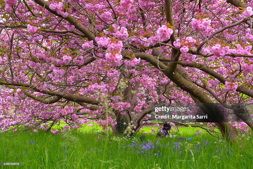 Woman sitting under a cherry tree in blossom