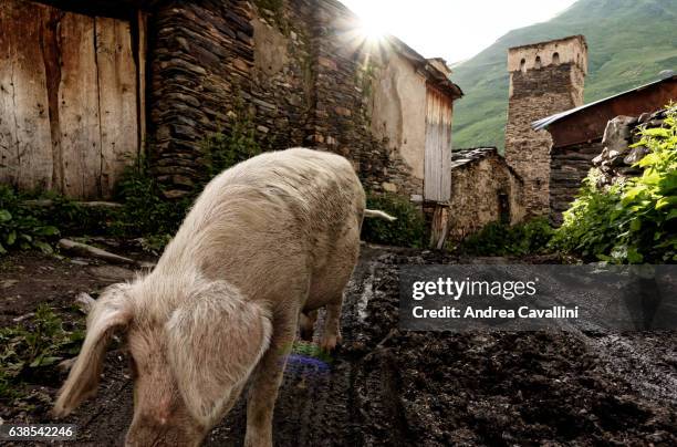 walking in georgian mountain village - strada di campagna stock pictures, royalty-free photos & images