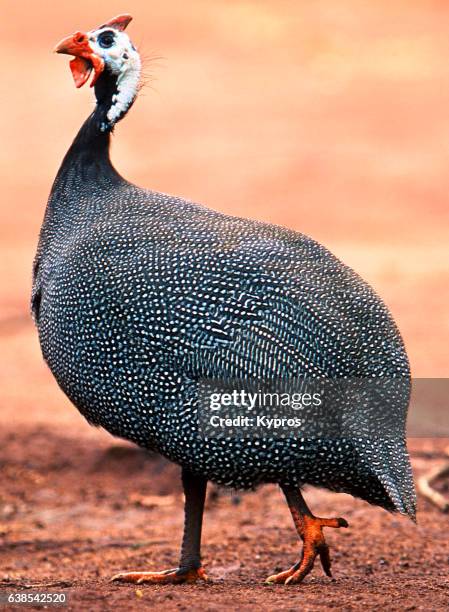 africa, tanzania, view of helmeted guinea fowl (year 2000) - faraona comune foto e immagini stock