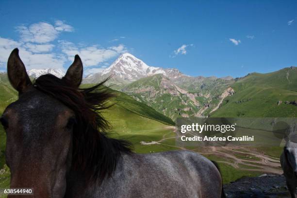 kazbegi and horses - escursionismo stock pictures, royalty-free photos & images