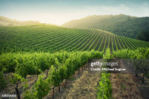 sunrise over vineyards in napa valley, california. - wijngaard stockfoto's en -beelden