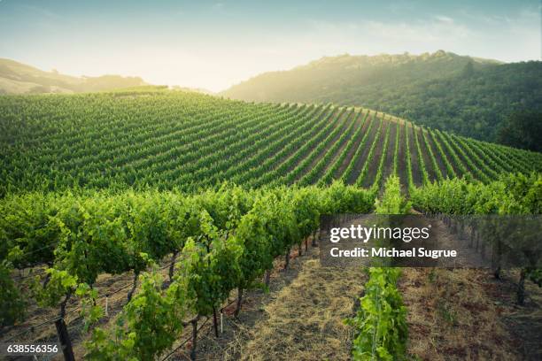 sunrise over vineyards in napa valley, california. - vingård bildbanksfoton och bilder