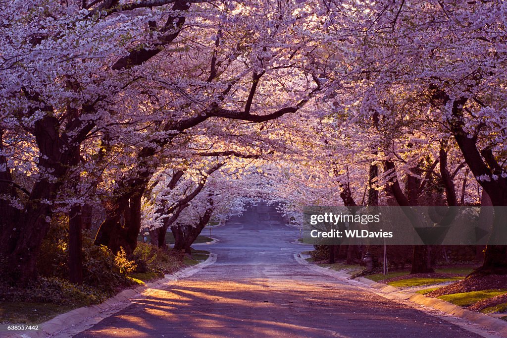 Cherry blossom neighborhood