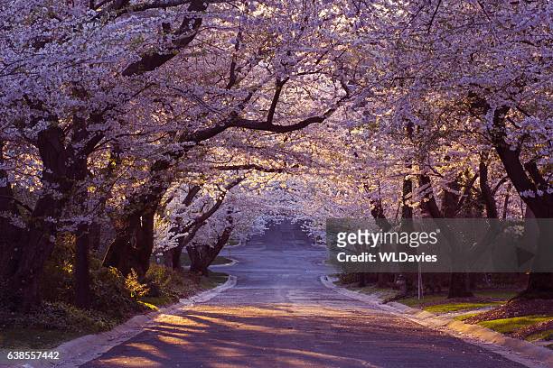 cherry blossom neighborhood - sakura bildbanksfoton och bilder