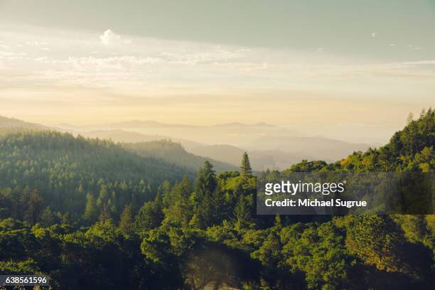 sunrise over napa valley vineyards, napa, ca - napa californië stockfoto's en -beelden