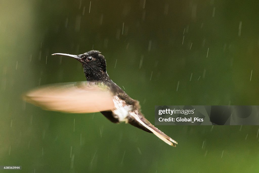 Black jacobin (Florisuga fusca)