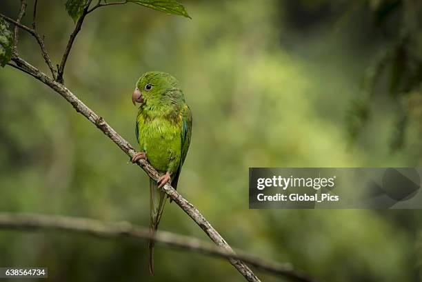 plain parakeet (brotogeris tirica) - lorikeet stock pictures, royalty-free photos & images