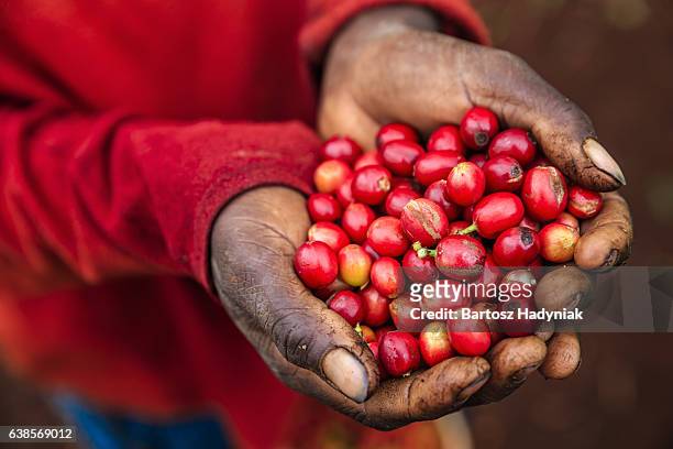 jeune femme africaine montrant fraîchement cueillies cerises de café orient et en afrique - plantation de café photos et images de collection