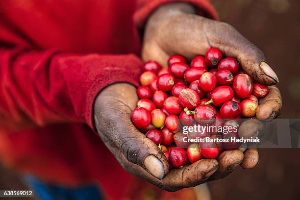 young african woman showing freshly picked coffee cherries, east africa - plantation stockfoto's en -beelden