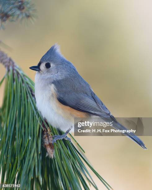 titmouse perched on pine tree branch - rural kentucky stock pictures, royalty-free photos & images