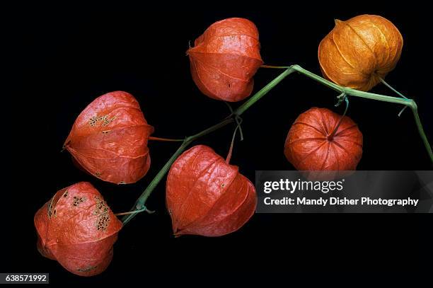 chinese lanterns - winter cherry stock pictures, royalty-free photos & images