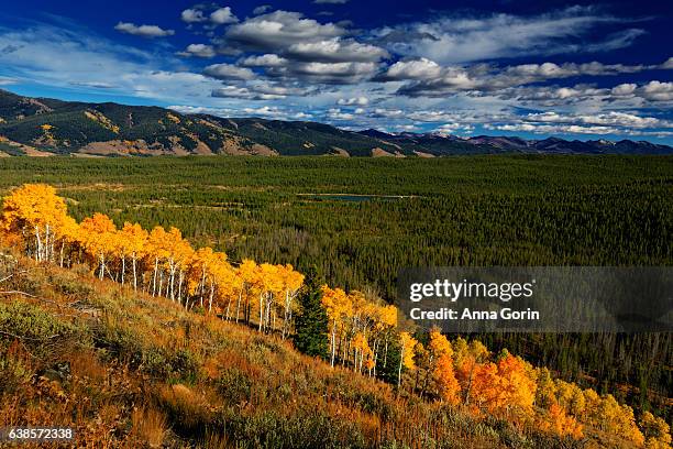 line of golden aspens on hillside in sawtooth mountains, stanley, idaho, autumn afternoon - redfish lake stock pictures, royalty-free photos & images