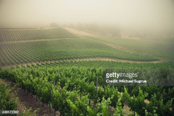 fog over napa valley vineyard, napa, ca. - napa californie photos et images de collection