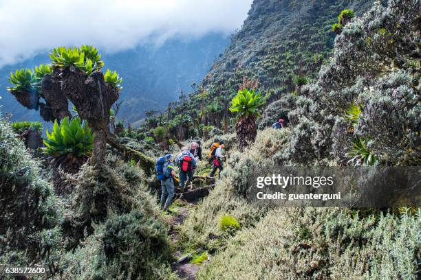 group of mountaineers on the ascent of mt. rwenzori, uganda - uganda stock pictures, royalty-free photos & images