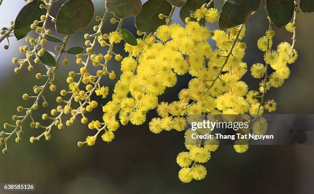 mimosa flower close up - acacia flowers stock pictures, royalty-free photos & images
