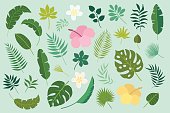 Vector set of tropical leaves and flowers