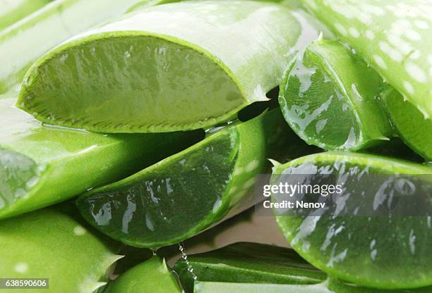 aloe vera plant - aloe stock pictures, royalty-free photos & images