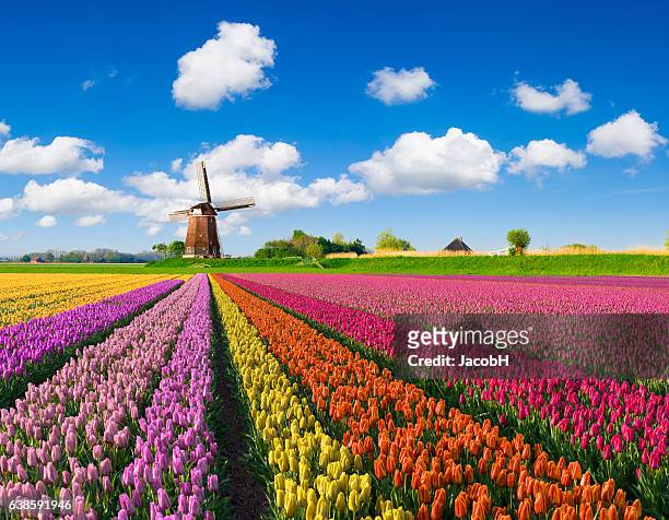 tulips and windmill - netherlands stock pictures, royalty-free photos & images
