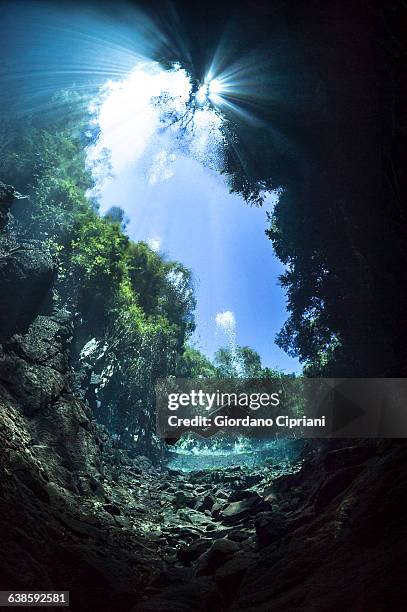 dive in lagoa misteriosa cenote, brazil - mato grosso do sul stock-fotos und bilder