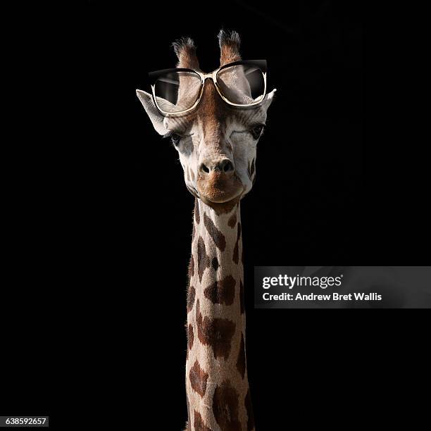 giraffe with spectacles propped on its forehead - gafas de leer fotografías e imágenes de stock