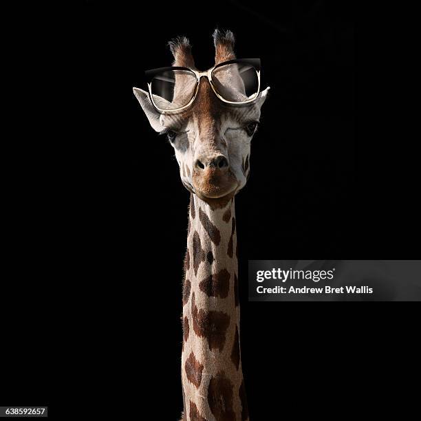 giraffe with spectacles propped on its forehead - reading glasses imagens e fotografias de stock