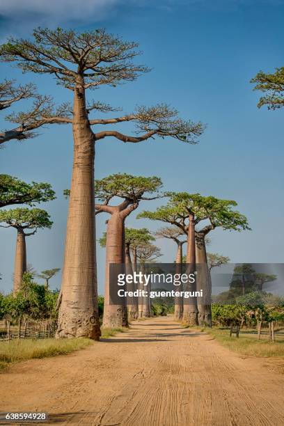 avenue de baobab, madagaskar - baobab tree stock-fotos und bilder