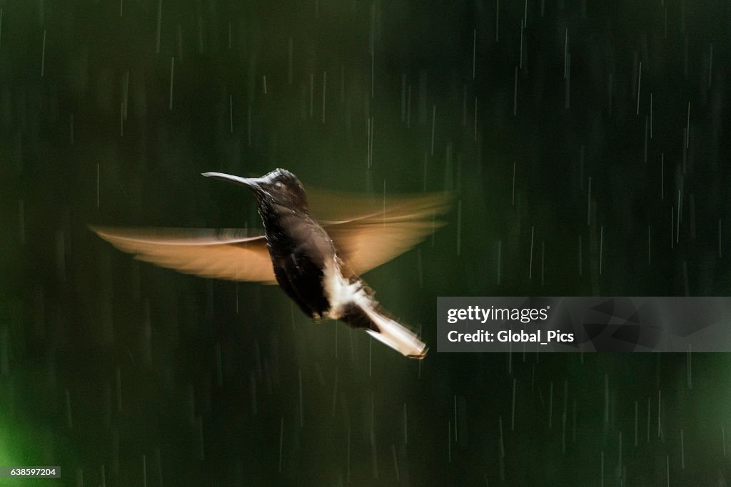 Black jacobin (Florisuga fusca)
