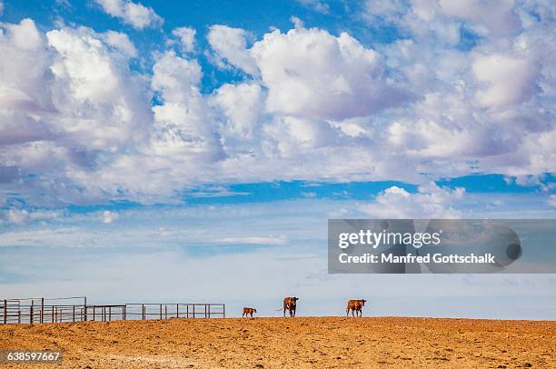 cattle race at anna creek station - anna creek station stock pictures, royalty-free photos & images