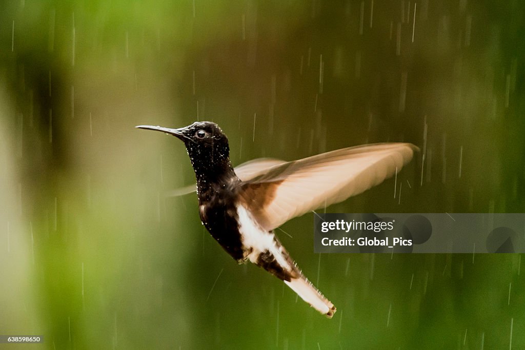 Black jacobin (Florisuga fusca)