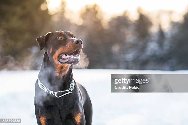 doberman pinscher dog in winter snow - dobermann stock pictures, royalty-free photos & images
