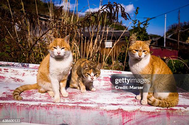 three cats on the bottom of the boat - ehime prefecture stock pictures, royalty-free photos & images