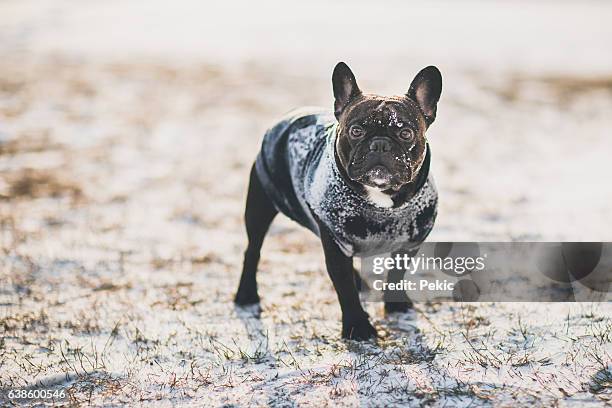 animals love snow too - dog coat stock pictures, royalty-free photos & images