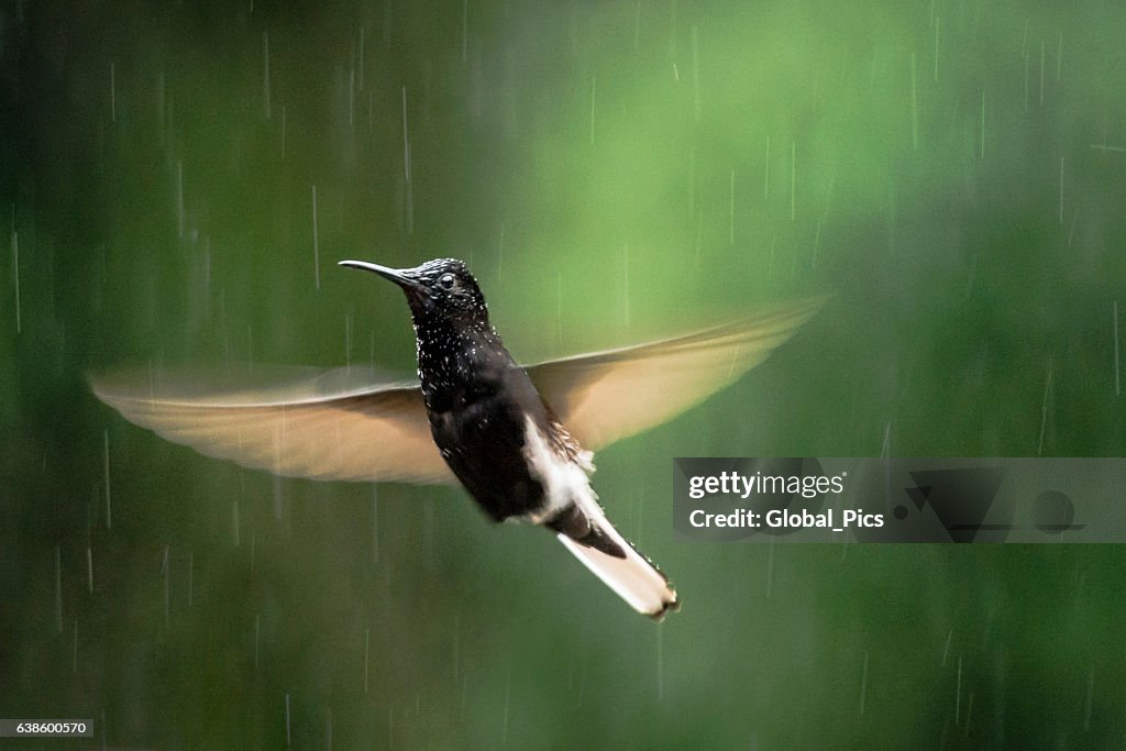 Black jacobin (Florisuga fusca)