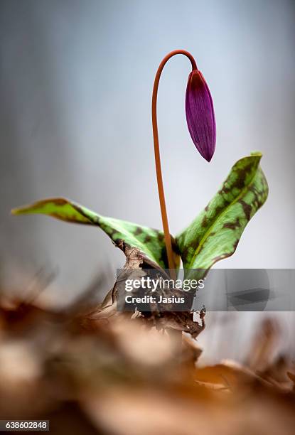 erythronium dens-canis - erythronium dens canis stock pictures, royalty-free photos & images