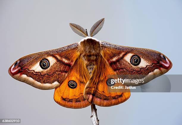 saturnia pavonia - silk moth stock pictures, royalty-free photos & images