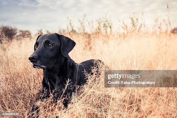 old labrador - hunting dog stockfoto's en -beelden