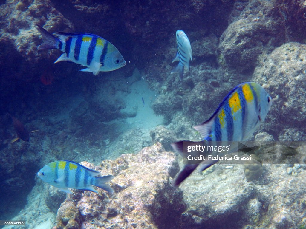 Four Sergeant Major Fish On Maldivian Coral Reef High-Res Stock Photo ...