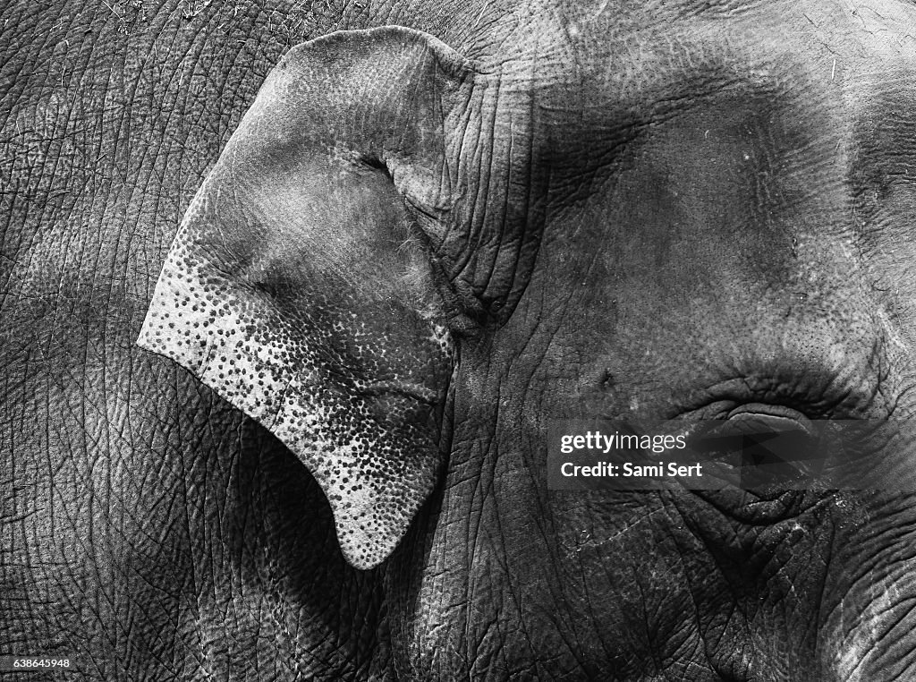 Detail of Elephant - Monochrome