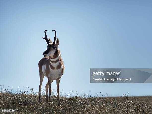 lone pronghorn in grassland - pronghorn stock pictures, royalty-free photos & images