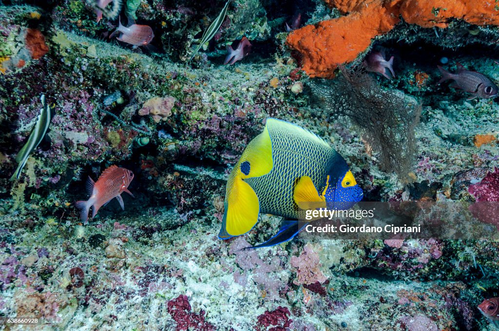 The Underwater world of Philippines, Southeast Asia, western Pacific Ocean.