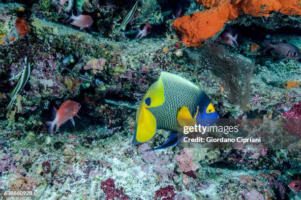 the underwater world of philippines, southeast asia, western pacific ocean. - pomacanthus xanthometopon stock pictures, royalty-free photos & images