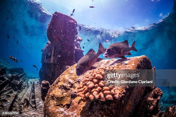 the underwater world of philippines, southeast asia, western pacific ocean. - shipwreck stock pictures, royalty-free photos & images