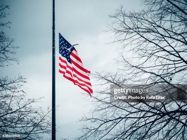 american flag with flying gull - half mast 個照片及圖片檔
