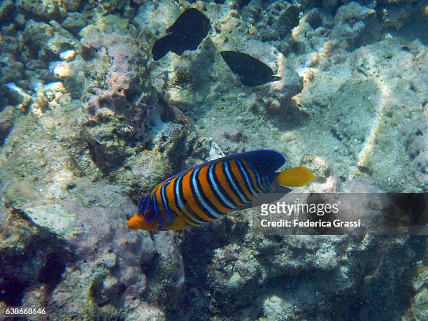 regal angelfish (pygoplites diacanthus) - royal angelfish stock pictures, royalty-free photos & images