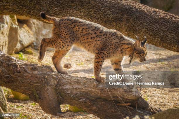 close up of an iberian lynx body side view. lynx pardinus - lince ibérico imagens e fotografias de stock