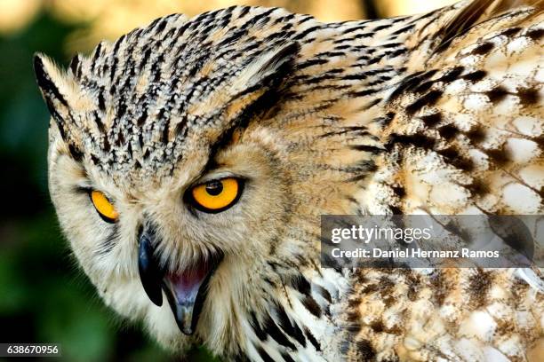eurasian eagle-owl with open beak close up with blurry background. bubo bubo - crying eagle stock pictures, royalty-free photos & images