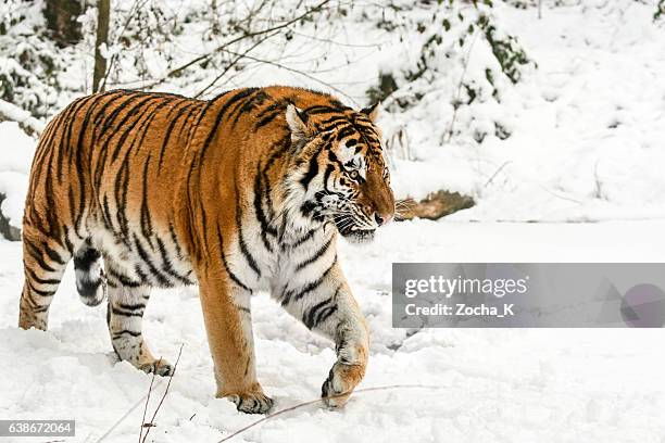 caminando lentamente tigre siberiano en la nieve - tigre siberiano fotografías e imágenes de stock