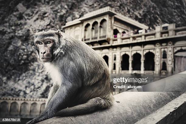 Monkey Rajasthan A Monkey Temple Photos and Premium High Res Pictures - Getty Images