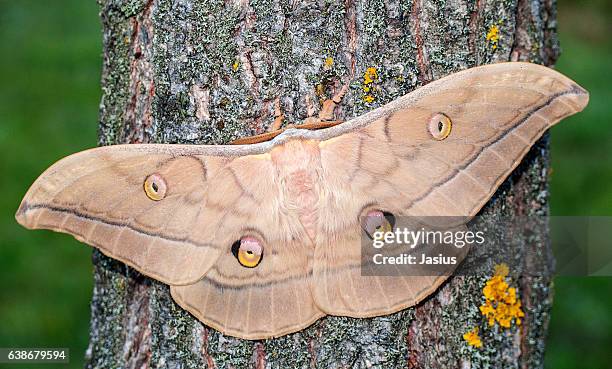 antheraea yamamai - antheraea yamamai stock pictures, royalty-free photos & images