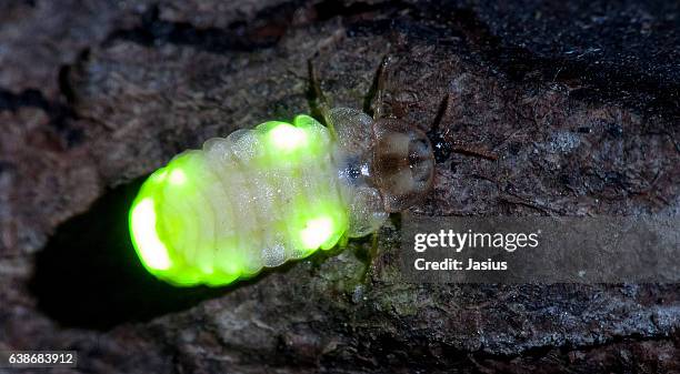 lamprohiza splendidula - glowworm 個照片及圖片檔